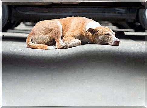 Stray old dog sleeps under a car