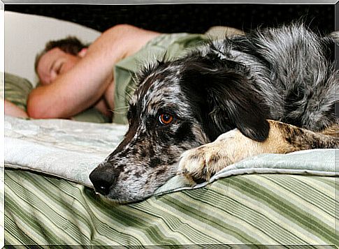 dog on the bed with owner 