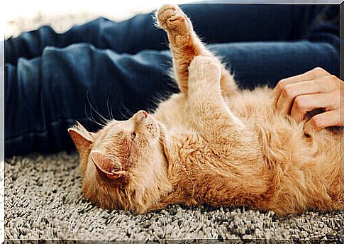 cat on his stomach with owner on the ground