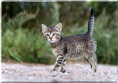 cat kitten with straight tail 