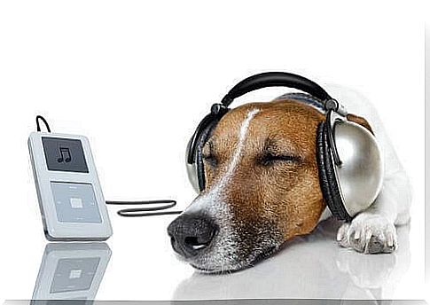 Dog with headphones