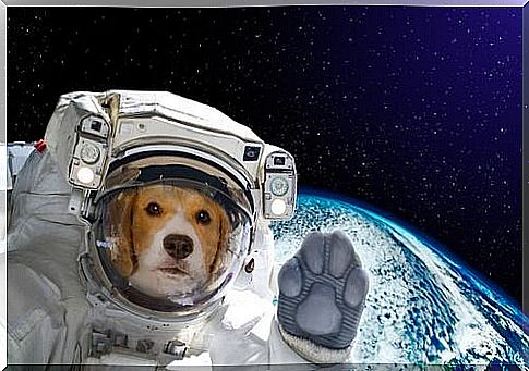 Dog in space