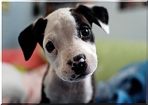 black-and-white-puppy