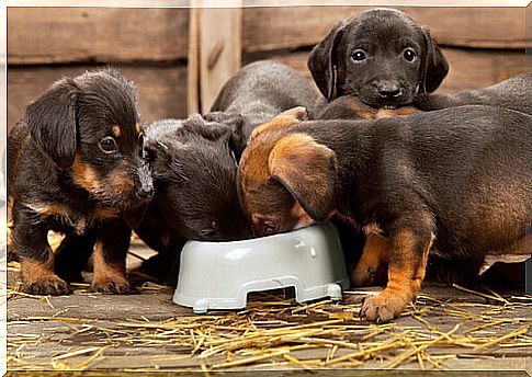 puppies-who-eat