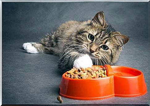 Symptoms of constipation in cats and possible causes