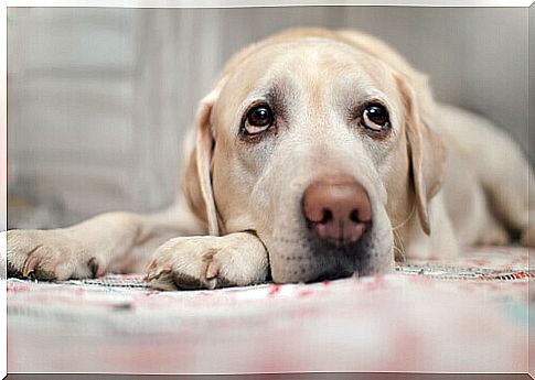 Symptoms of Heart Disease in Dogs