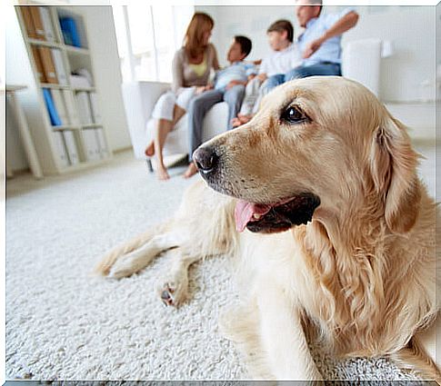 Golden Retriever and family on the sofa