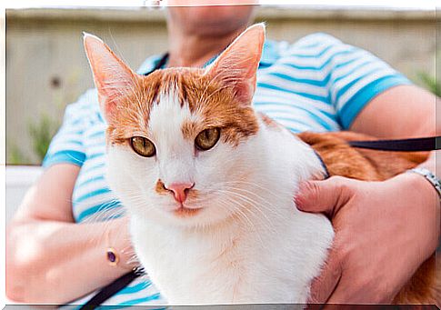 mistress with red and white cat in her arms 