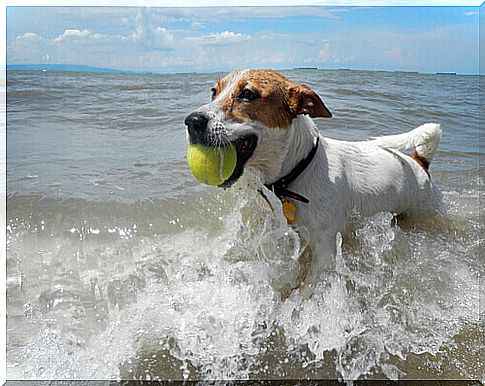 Bringing the dog to the beach: the rules to follow