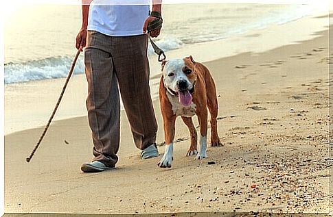 Bringing the dog to the beach, the rules to follow