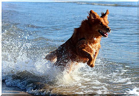 Bringing the dog to the beach, the rules to follow