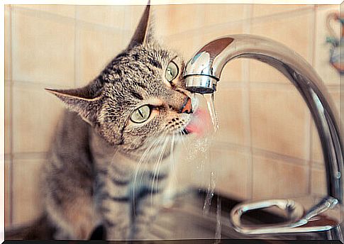 This is why cats drink little water