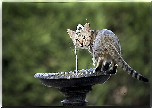 This is why cats drink little water