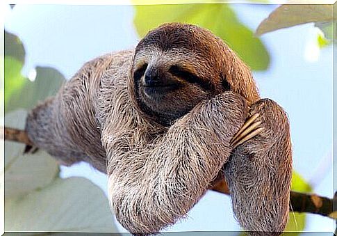 a sloth resting on a branch