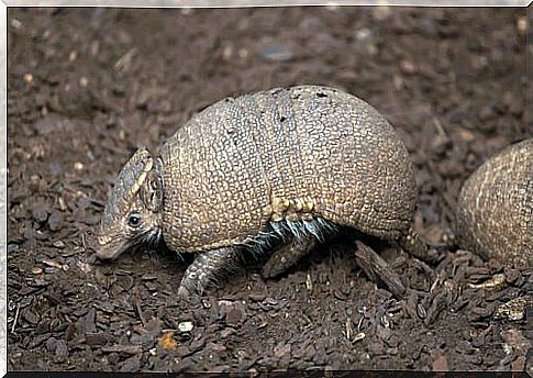 an armadillo runs between clods of earth