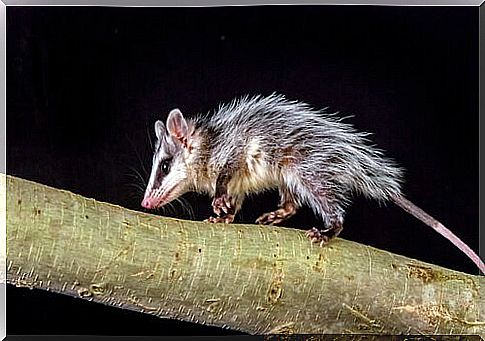 a possum runs up a tree