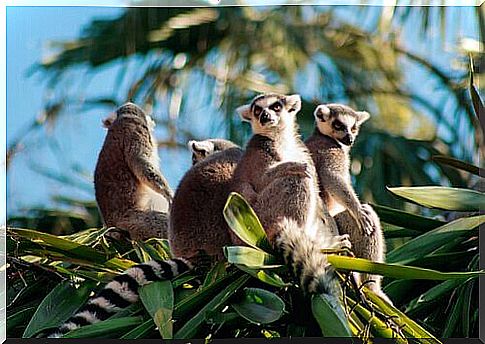 a group of lemurs among the foliage