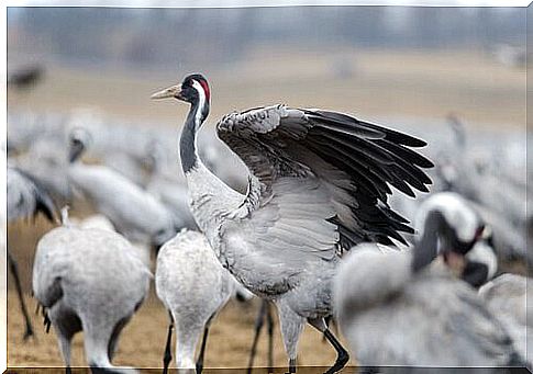 Common habitat crane