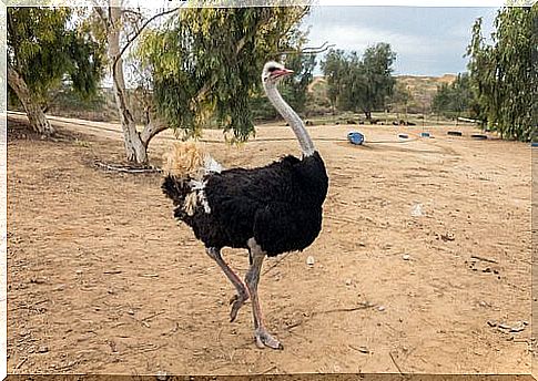 The ostrich