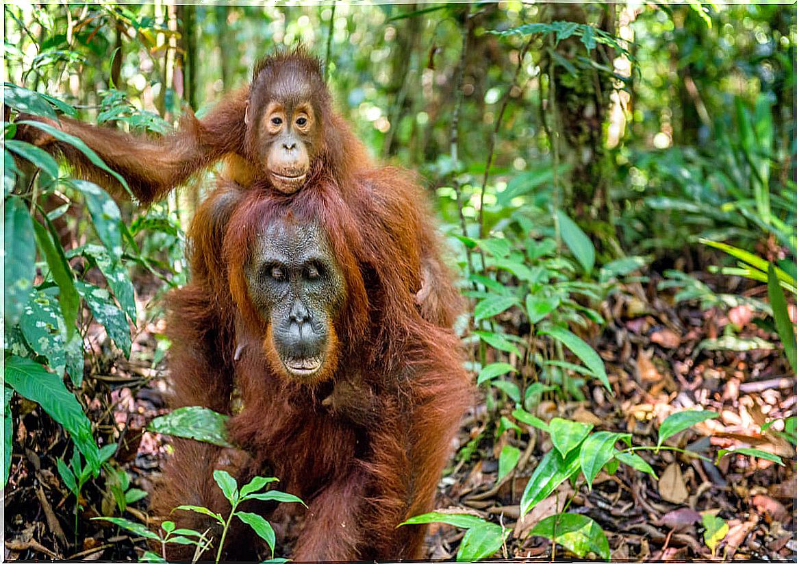 Female orangutans are some of the best mothers in the wild.