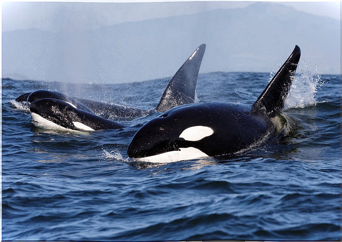 Orca hunting is a major ecosystem problem.  The documentary blackfish tells it.