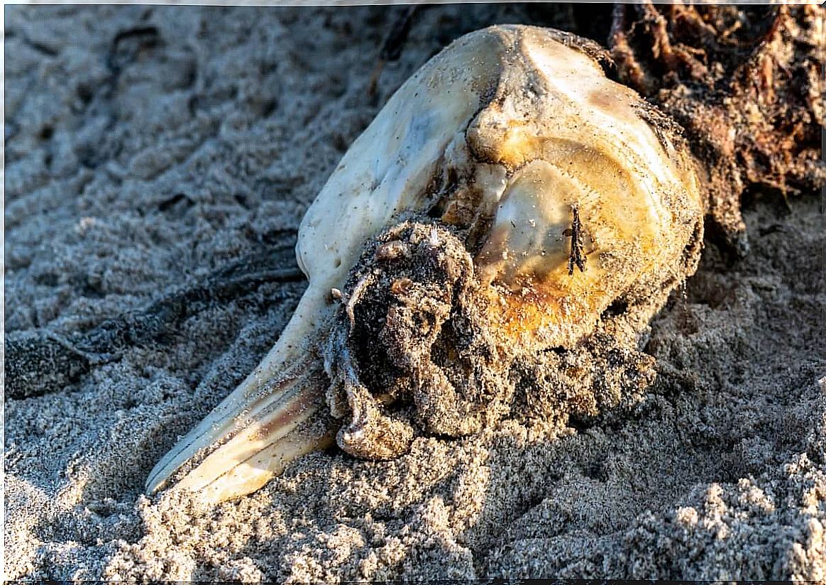 A dead dolphin on the beach.