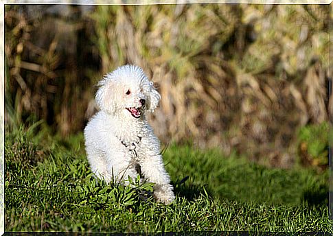 poodle among more independent dog breeds