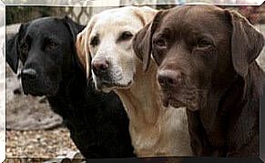 black, cream and brown labrador