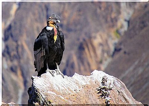 an Andean condor looks at the landscape from above