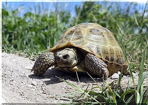 a Russian tortoise walks on the barren ground