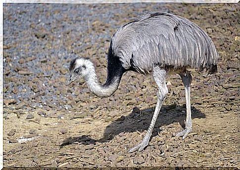 a Darwin rhea pecking insects to eat