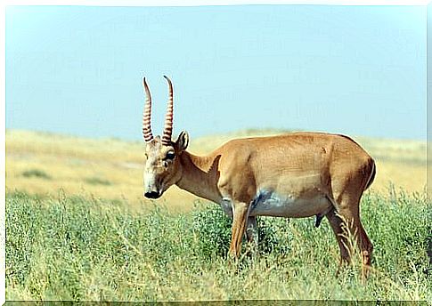 a saiga intent on grazing shrubs