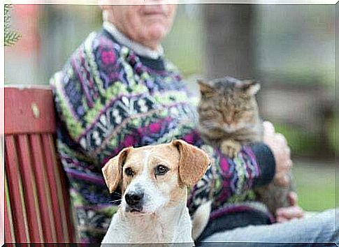 Dogs and cats for the elderly