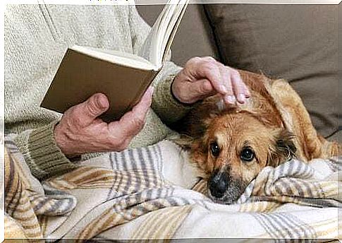 Elderly person caresses a dog