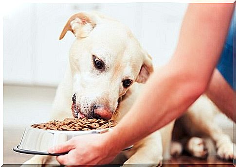 The best dog food: value for money