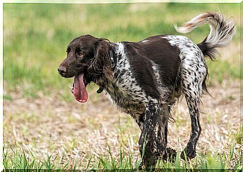 dog with tongue out in the meadow 