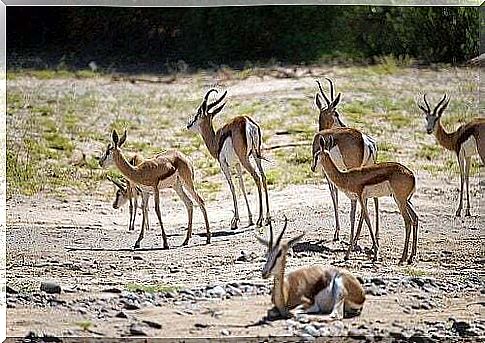 Antelopes