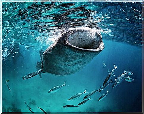 whale shark in the water