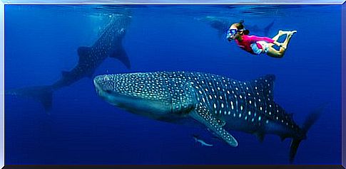 a young diver swims with a whale shark fish