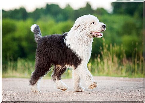 The Bobtail, a curious breed