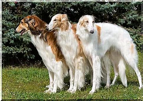 The Borzoi: an elegant dog from Russia