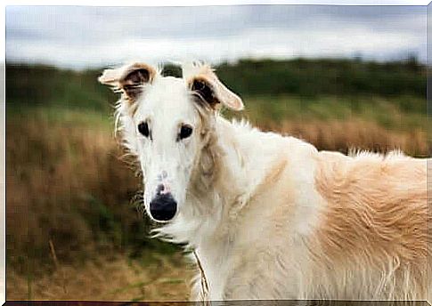 Temperament of the borzoi.