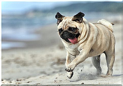 The Carlino or Pug, a dog with a noble past