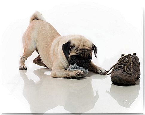 dog-shoes