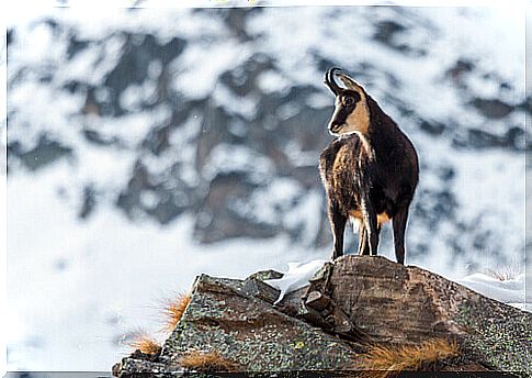 The chamois: a high mountain acrobat