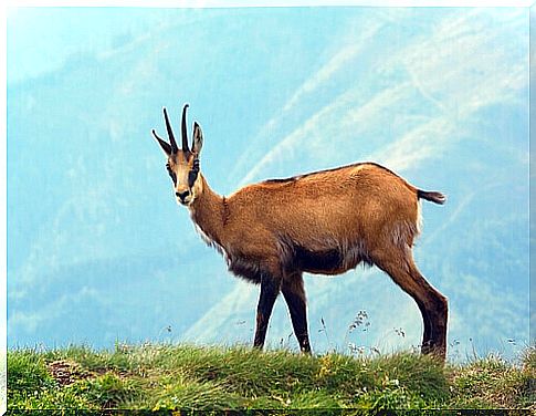 Chamois grazing.