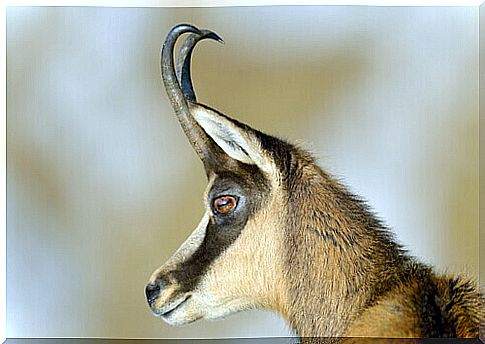 Rupicapra rupicapra and its horns.