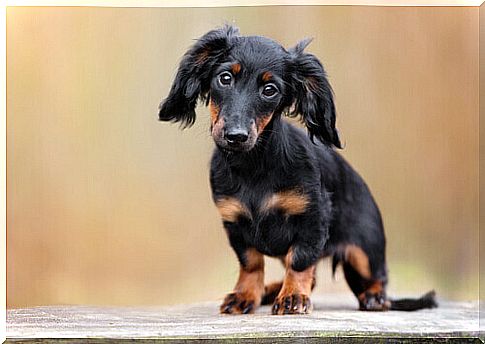 The Dachshund: discover this breed with us