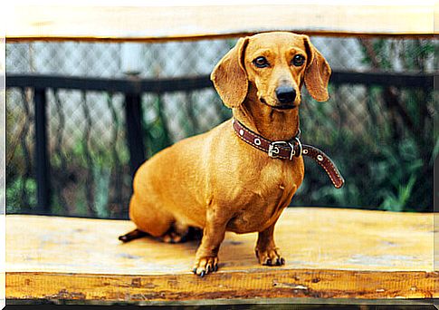 dachshund dog on wooden table