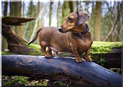 dachshund on a branch